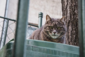 Macskák városa – a cirmos, kormos, foltos budapestiek