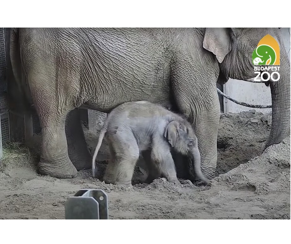 Új kiselefánt született a budapesti állatkertben – videó