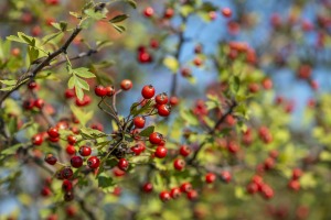 Őszi gyümölcsök a Budapest környéki erdőkben
