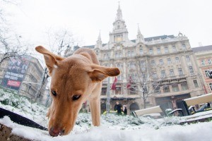 Podcast: Az állatok érezni képes lények és fontos részei a budapesti életnek