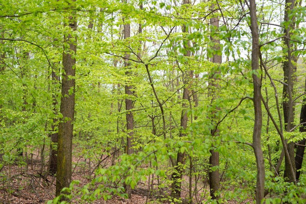 42 budapesti erdő megújítása indul el természetvédelmi szempontok alapján