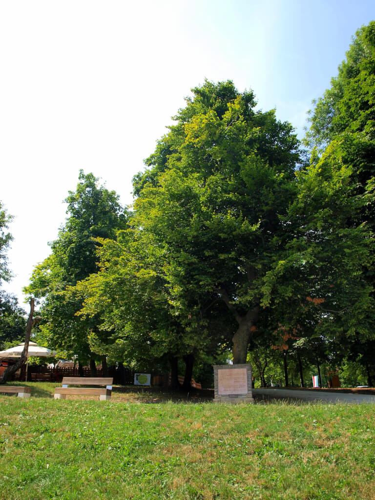 Budapest legendás fái és megfigyelésük &#8211; a főváros 10 legöregebb fája