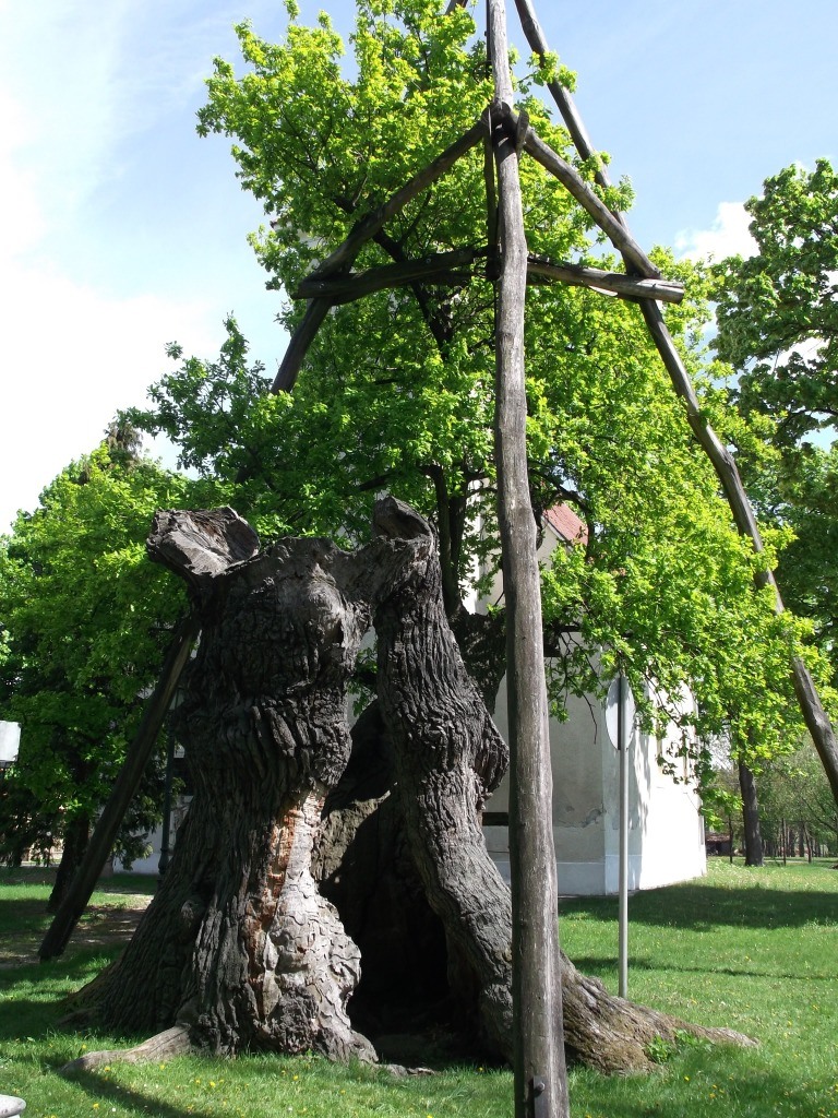 Budapest legendás fái és megfigyelésük &#8211; a főváros 10 legöregebb fája